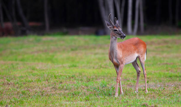 istock Young deer buck near Raeford NC 1438875584