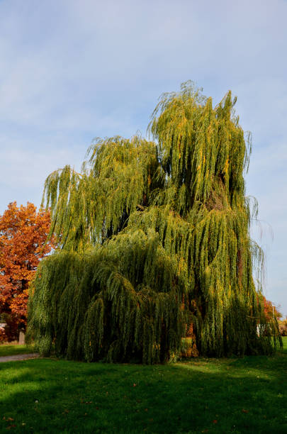The weeping willow is a deciduous deciduous tree and grows in an arch. The shoots are bright yellow, strongly overhanging, often down to the ground. Narrow lanceolate leaves, in autumn turn yellow.salix alba, tristis