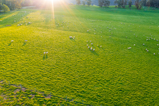 Farm land with sheep grazing on lush green pastures and natural golden light