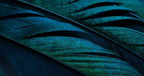 istock bird magpies feather, blue background 1438878105