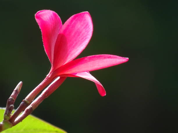 THE SIDE VIEW OF THE FRANGIPANI FLOWER stock photo