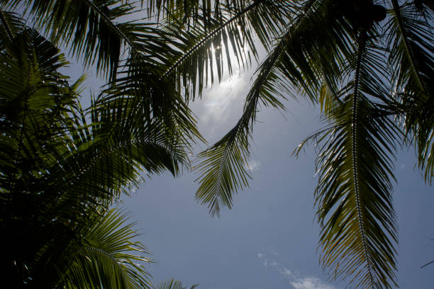 istock Green coconut leaves 1438878266
