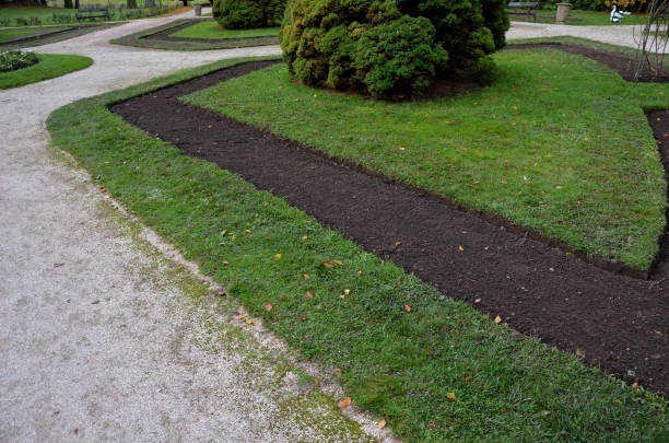 istock this dwarf white spruce. Its natural shape is almost regularly conical, it is not necessary to cut it. It grows slowly but densely and when placed in the sun, near rosary flowerbed, english landscape 1438878991