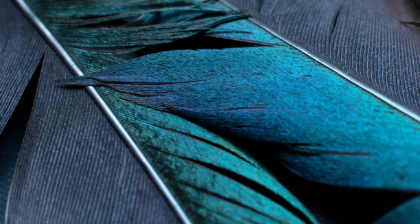 istock bird magpies feather, blue background 1438879647