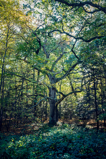 An old oak tree, circa 250 years old, photographed in an ancient, primeval forest on the island of Moen in Denmark, vertical format with some copy space.