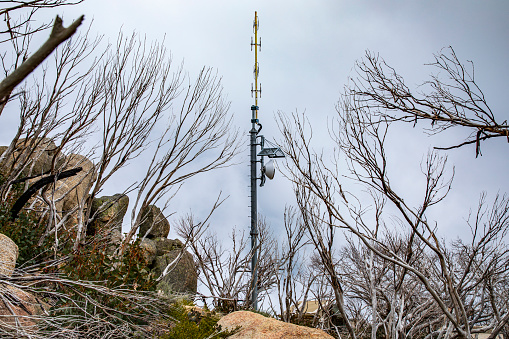 Dead trees in natural Australian bushland with cell tower