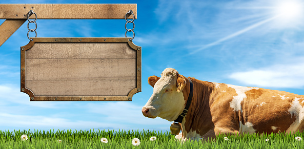 Empty wooden sign hanging on a metal chain on a pole with copy space and a brown and white dairy cow with cowbell on a green pasture, green grass, flowers, blue sky with clouds and sunbeams.