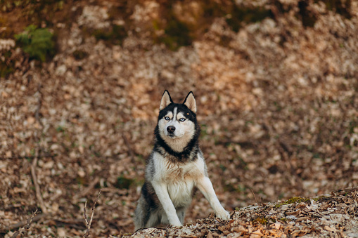 A beautiful, purebred dog of the husky breed walks through the autumn, colorful forest.\nWalks with a pet.