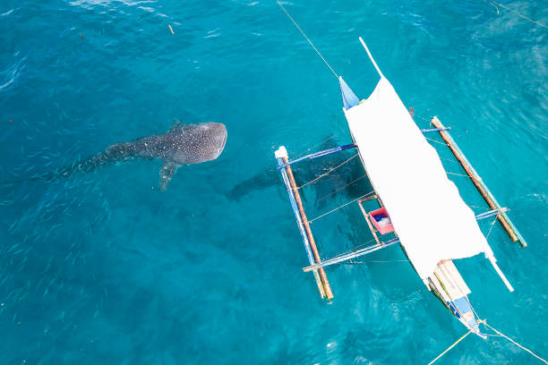 gli amichevoli squali balena si avvicinano a una barca da pesca. scatto del drone dell'osservazione dello squalo balena a lila, bohol, filippine. - bohol foto e immagini stock