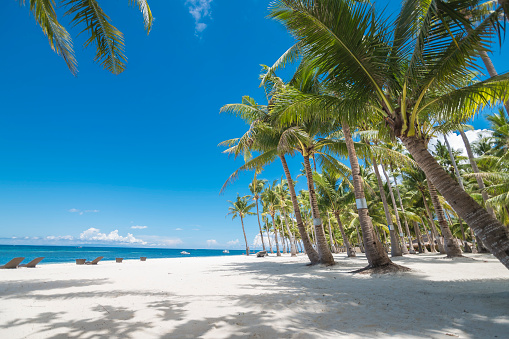 Filas de hermosas palmeras de cocoteros cerca de la costa de arena blanca. En Dumaluan Beach, Panglao Island, Bohol, Filipinas. photo