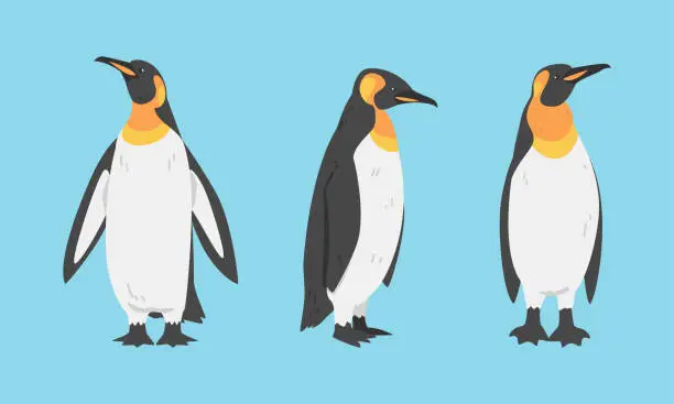 Vector illustration of Emperor Penguin as Aquatic Flightless Bird with Flippers for Swimming Vector Set