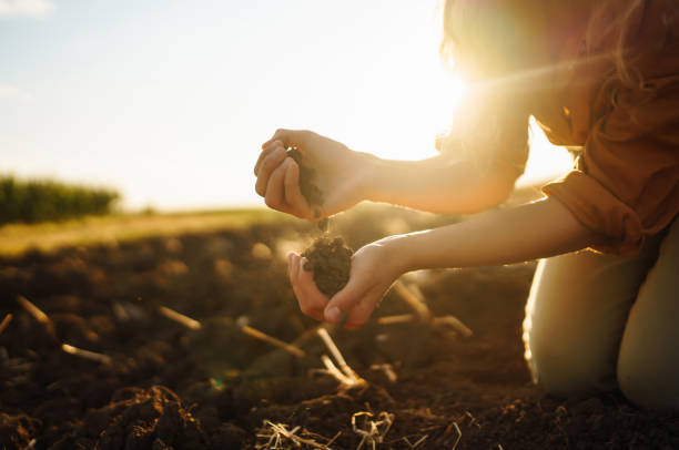 istock Female hands holding soil in hands close-up. 1438885024