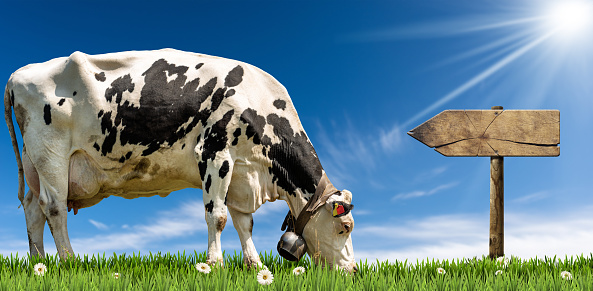 Empty wooden directional sign with copy space and a white and black dairy cow with cowbell on a green pasture, green grass, daisy flowers, clear blue sky with clouds and sunbeams.
