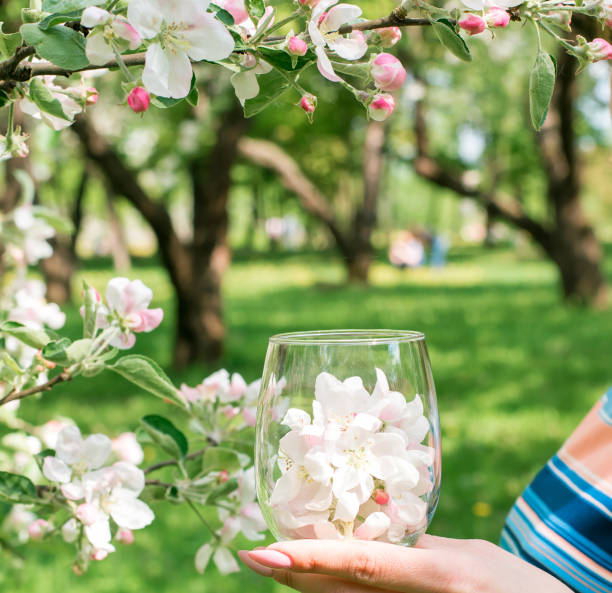 istock A wine glass filled with apple blossoms from a spring garden 1438890079