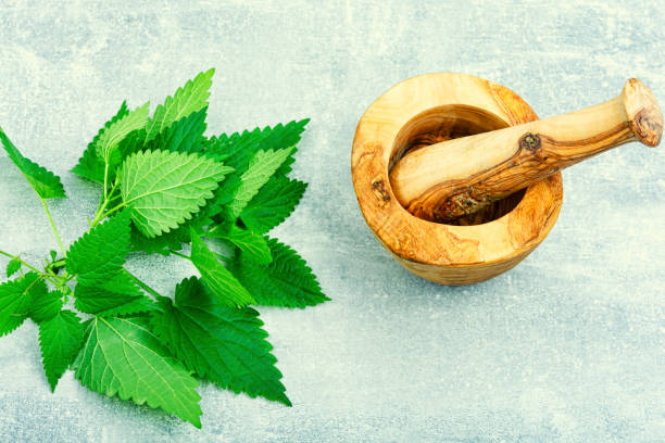 istock Fresh nettle leaves,herbal medicine and homeopathy 1438891228