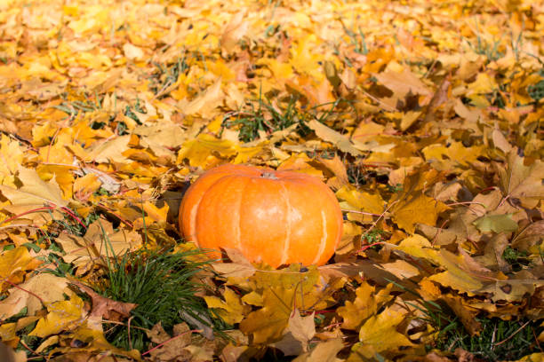 Pumpkin in yellow fallen leaves. Autumn harvest