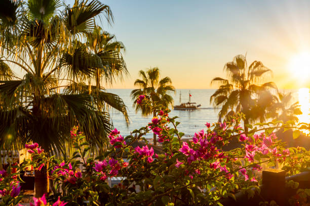 Scenic sunset with palm trees and flowers Scenic sunset with palm trees and flowers alanya stock pictures, royalty-free photos & images
