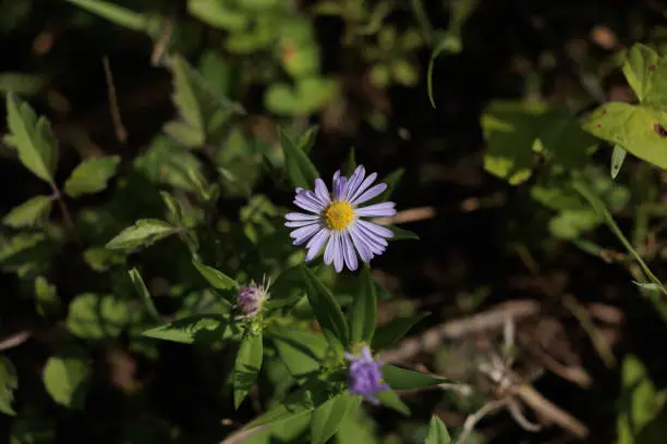 macro view from the top of a light-purple and yellow flower illuminated by the sunlight, blossomed between the grass and other little ground plants, in september