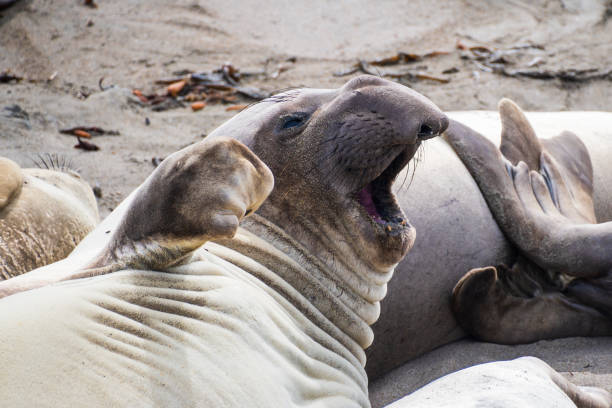 foca-elefante bocejando - animal elephant seal seal yawning - fotografias e filmes do acervo