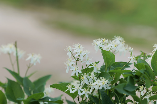 close up view of a plant with many little white flowers, grown at the beginning of autumn season, in september. blurred, abstract, white and green background