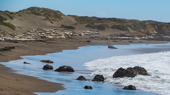 Elephant Seals Laying on the Beach at Elephant Seal Vista Point