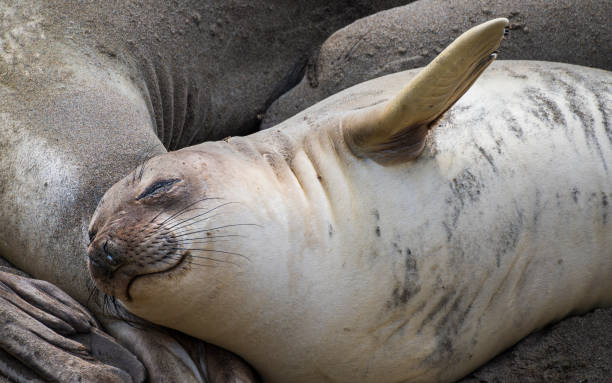 istock Happy Elephant Seal Pup 1438893277