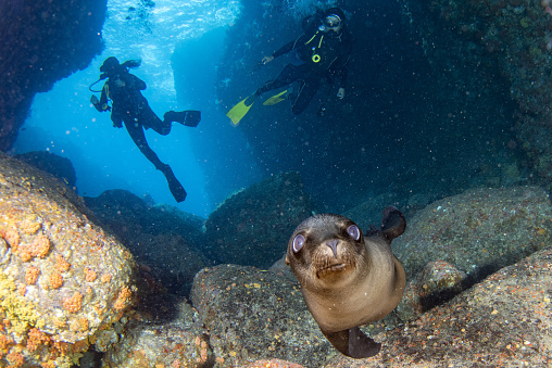 woman scuba diver beautiful latina mexican girl diving with sea lions