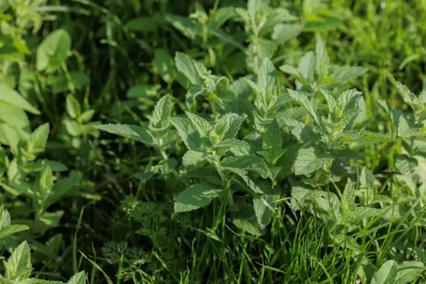 Photo of close up view of a group of mint plants, grown spontaneously between the grass in a countryside environment at the end of september