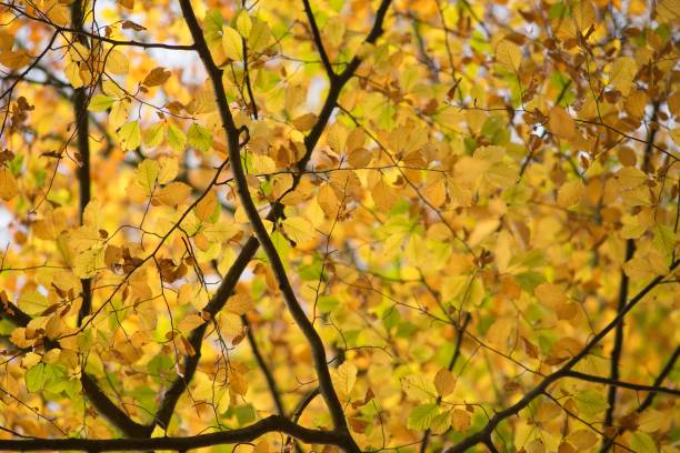 istock Autumn colorful leaves on autumn background 1438894742