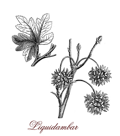 Liquidambar or sweetgum flowering plant used as ornamental: the leaves are bright red, orange and yellow, the wood is used for furniture.