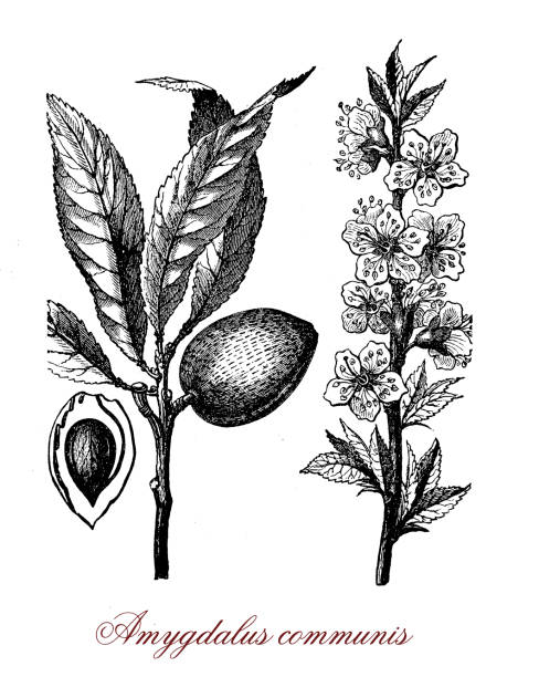 istock Almond tree native to Iran cultivated for the edible seed 1438895121