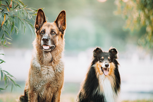 Alsatian Wolf Dog And Tricolor Rough Collie Sitiing Together In park. Funny Scottish Collie, Long-haired Collie, English Collie, Lassie Dog.