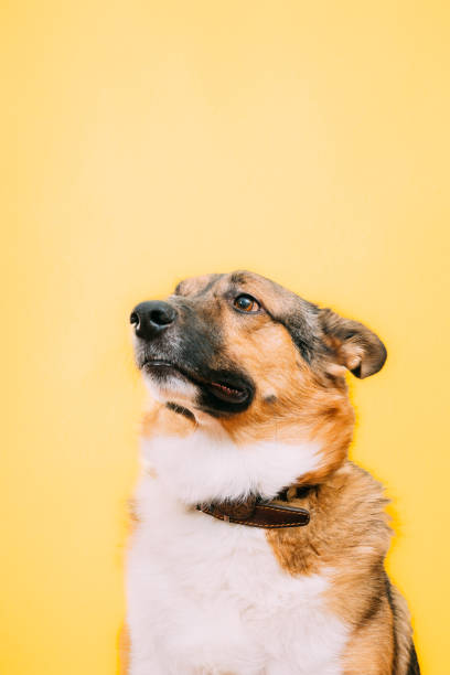 istock Mixed-breed mongrel dog close up portrait. Isolated on yellow background 1438896908