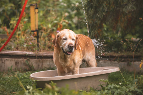 istock Labrador dog in hot weather is watered from a hose 1438897590