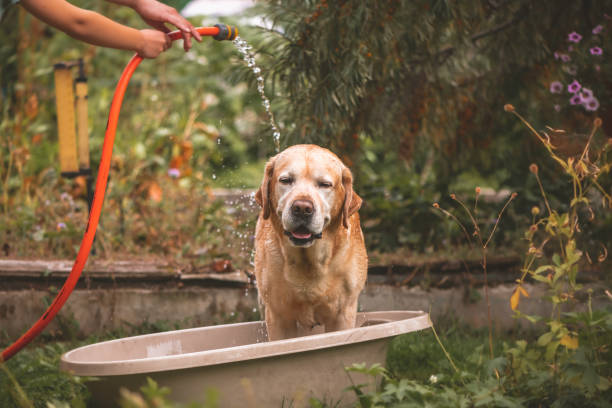 istock Labrador dog in hot weather is watered from a hose 1438897597