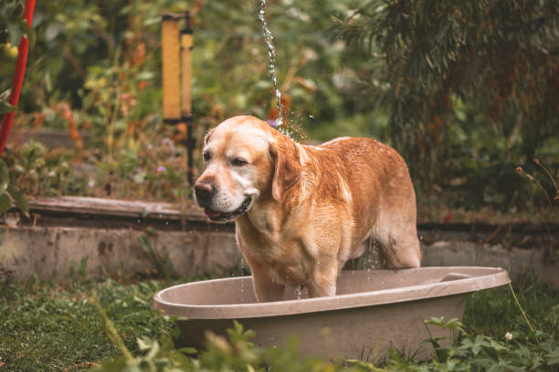 istock Labrador dog in hot weather is watered from a hose 1438897618
