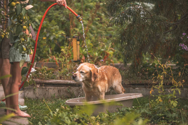 istock Labrador dog in hot weather is watered from a hose 1438897644