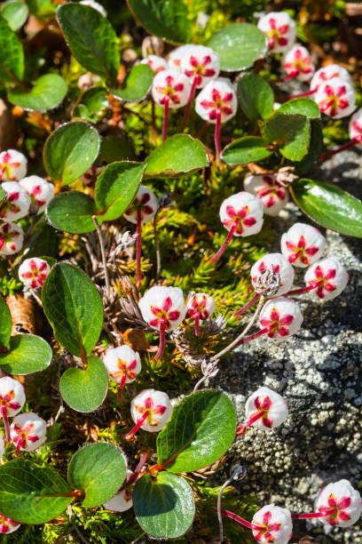 istock Harrimanella hypnoides known as moss bell heather or mos heather Cassiope hypnoides flowers 1438897933
