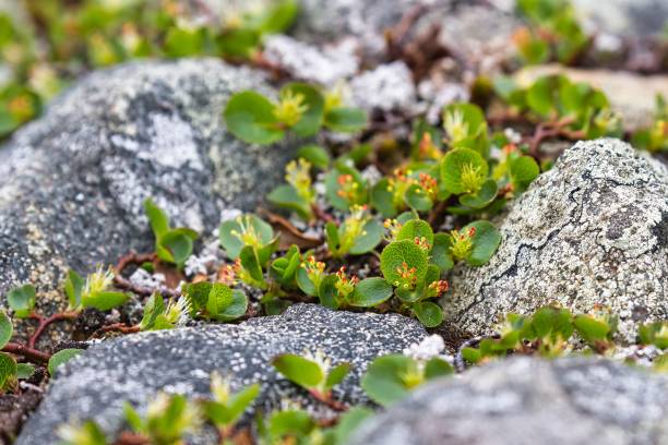 istock Salix herbacea the dwarf willow least willow or snowbed willow 1438898438