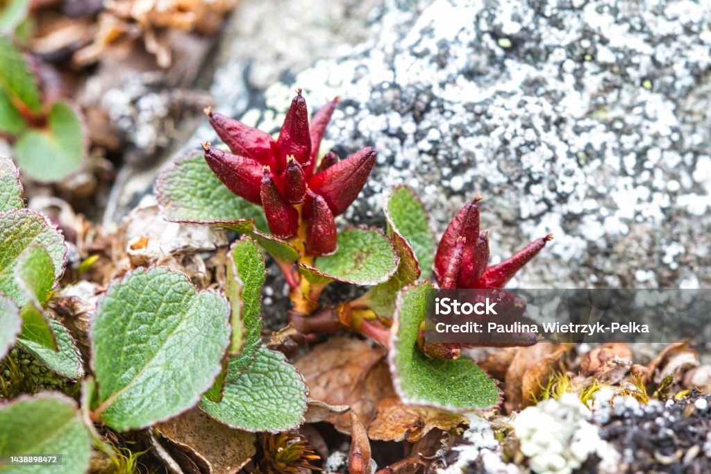 Snowbed Salix Herbacea The Dwarf Willow Least Willow Or Snowbed Willow Stock ...