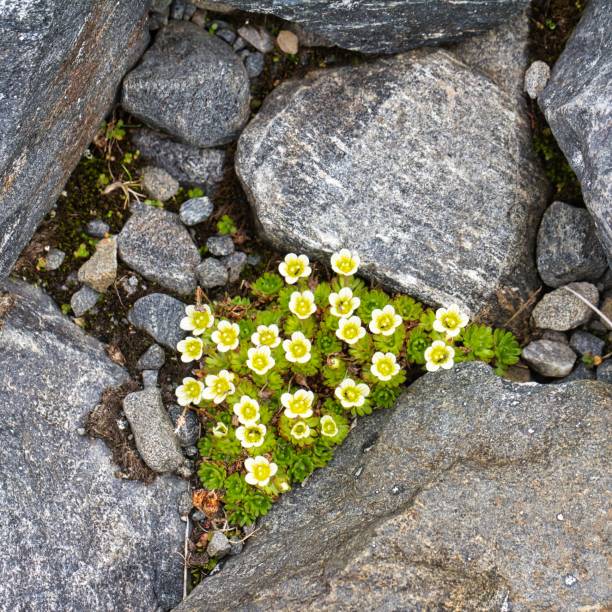 istock Saxifraga cespitosa the tufted alpine saxifrage or tufted saxifrage 1438898539
