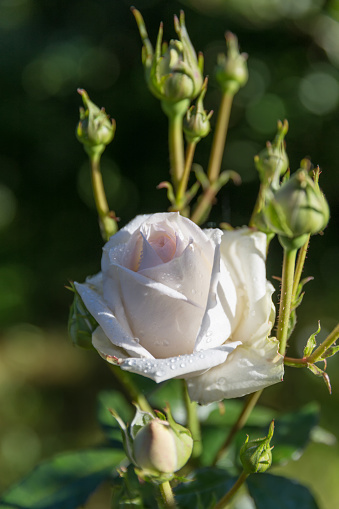 Wonderful clusters with very elegant buds and flower rose. Cream with a breath of apricot color rose in garden