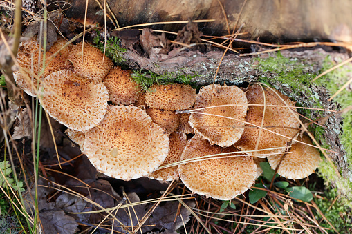 Pholiota squarrosa (Müller ex Fr.) Kummer syn. Dryophila squarrosa (Müller ex Fr.) Quél. Sparriger Schüppling Pholiote squarreuse Shaggy Scalycap. Cap 3–10(15)cm across, convex becoming flattened, the margin remaining inrolled, pale straw-yellow densely covered in coarse red-brown, upturned scales, not viscid. Stem 50–120 x 10–15mm, smooth and pale yellow above torn membranous ring, covered in red-brown recurved scales below and darkening at the base. Flesh tough, pale yellowish becoming red-brown in stem base. Taste and smell radishy. Gills crowded, pale yellow at first later cinnamon. Spore print rust brown. Habitat in dense clusters at the base of deciduous and very occasionally coniferous trees. Season autumn. Occasional. Not edible. Distribution, America and Europe (source R. Phillips).


This is a common Species in the described Habitats in the Netherlands.