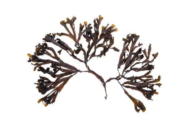 istock Fucus seaweed isolated on white background. Latvia 1438899159