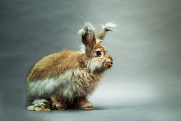 灰色の背景にウサギの自然な色、アンゴラの品種。 - アンゴラうさぎ ストックフォトと画像