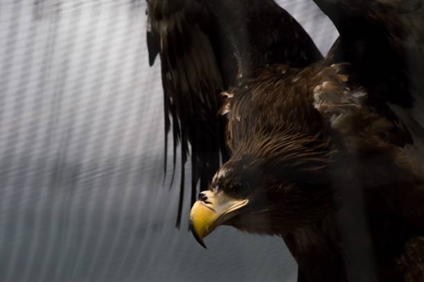 Selective focus shot of a Golden Eagle bird spreading its wings A selective focus shot of a Golden Eagle bird spreading its wings feirce stock pictures, royalty-free photos & images