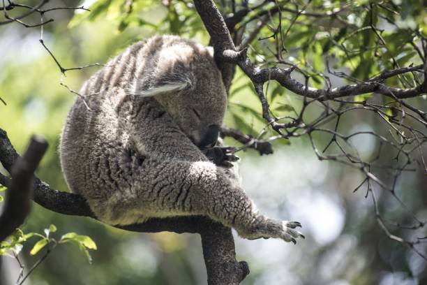 istock Cute sleeping koala on a branch of a tree 1438903718