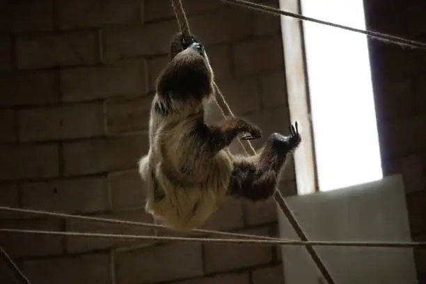 A hanging sloth from rope