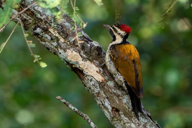 istock Closeup of a black-rumped flameback perched on a branch in the forest 1438904112