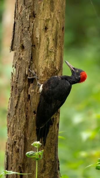 istock White-bellied woodpecker perched on a tree in a forest 1438904131